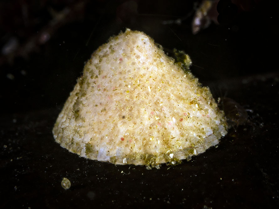 Capulus ungaricus